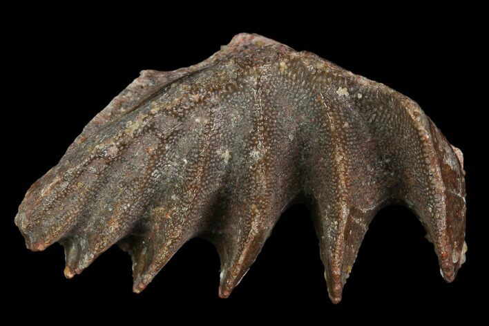 Cretaceous Lungfish (Ceratodus) Tooth Plate - Morocco #115274